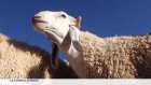 Algérie : Ouled Djellal, le mouton star avant l'Aïd