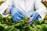 Agriculture : l’Algérie mise sur la biotechnologie pour produire ce fruit localement