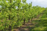 Ce fruit place l’Algérie en tête des pays arabes, devant l’Égypte et le Maroc
