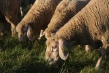 Tebboune ordonne l’importation de 1 million de moutons : un seul pays fournira l’Algérie pour l’Aïd 2026