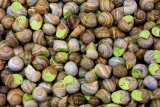 Oran : une ferme exporte 3 tonnes d’escargots vers l’Italie, une première en Algérie
