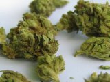 4000 plantes de marijuana et 200 kg prêts à vendre : un Algérien arrêté en flagrant délit à Valence