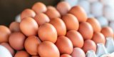 Exportation des œufs : l’Algérie ouvre ses marchés pour soutenir les aviculteurs