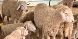 Aïd El-Adha 2025 et moutons importés : les autorités alertent sur les fausses rumeurs