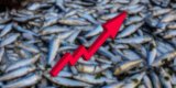 La sardine atteint un record de 1800 dinars le kilo : du poisson populaire au produit de luxe ?