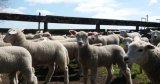 L’Algérie se prépare déjà au Ramadan 2026 : Vers l’importation d’un million de moutons depuis ce (…)