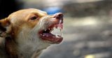 HORREUR À M’SILA : Une fillette de 3 ans dévorée par une meute de chiens errants