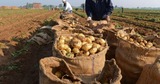 Son prix a atteint 15 DA/kg : L’Algérie débloque enfin l’exportation de la pomme de terre