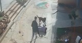 VIDÉO CHOC. Un Malinois déchaîné s’acharne sur une fillette en pleine rue à Blida