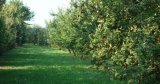Ce fruit propulse l’Algérie dans le Top 3 africain avec 575 000 tonnes par an