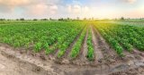 Foncier agricole à Alger : L’ONTA lance les inscriptions en ligne dans ces 11 communes