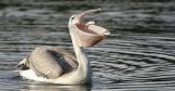 Observé pour la 1ʳᵉ fois en Algérie : un pélican gris fait une apparition surprise à Mila (VIDÉO)