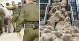 Rumeur sur la mort subite des moutons importés : L’auteur de la vidéo arrêté à Alger