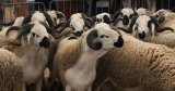 Importation de moutons pour l’Aïd 2026 : l’Algérie a déjà pris sa décision