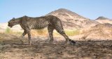 Réapparition surprise dans le Sahara : le guépard « Amayas » refait surface !