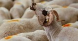Tirages au sort pour obtenir un mouton de l’Aïd : les vidéos font polémique en Algérie