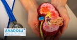 Kystes rénaux : diagnostic, chirurgie, risque de cancer et prévention