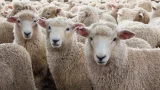 Aïd el-Adha 2025 : ces 5 ports accueilleront les cargaisons de moutons importés