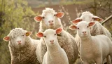 Aïd al-Adha 2025 : lancement officiel des inscriptions pour l’achat des moutons importés