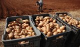 Affaire spéculation sur la pomme de terre : lourd réquisitoire contre les accusés